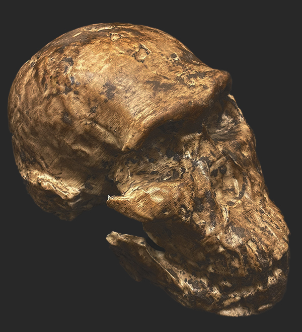 Homo naledi skull, 3D printed from MorphoSource file