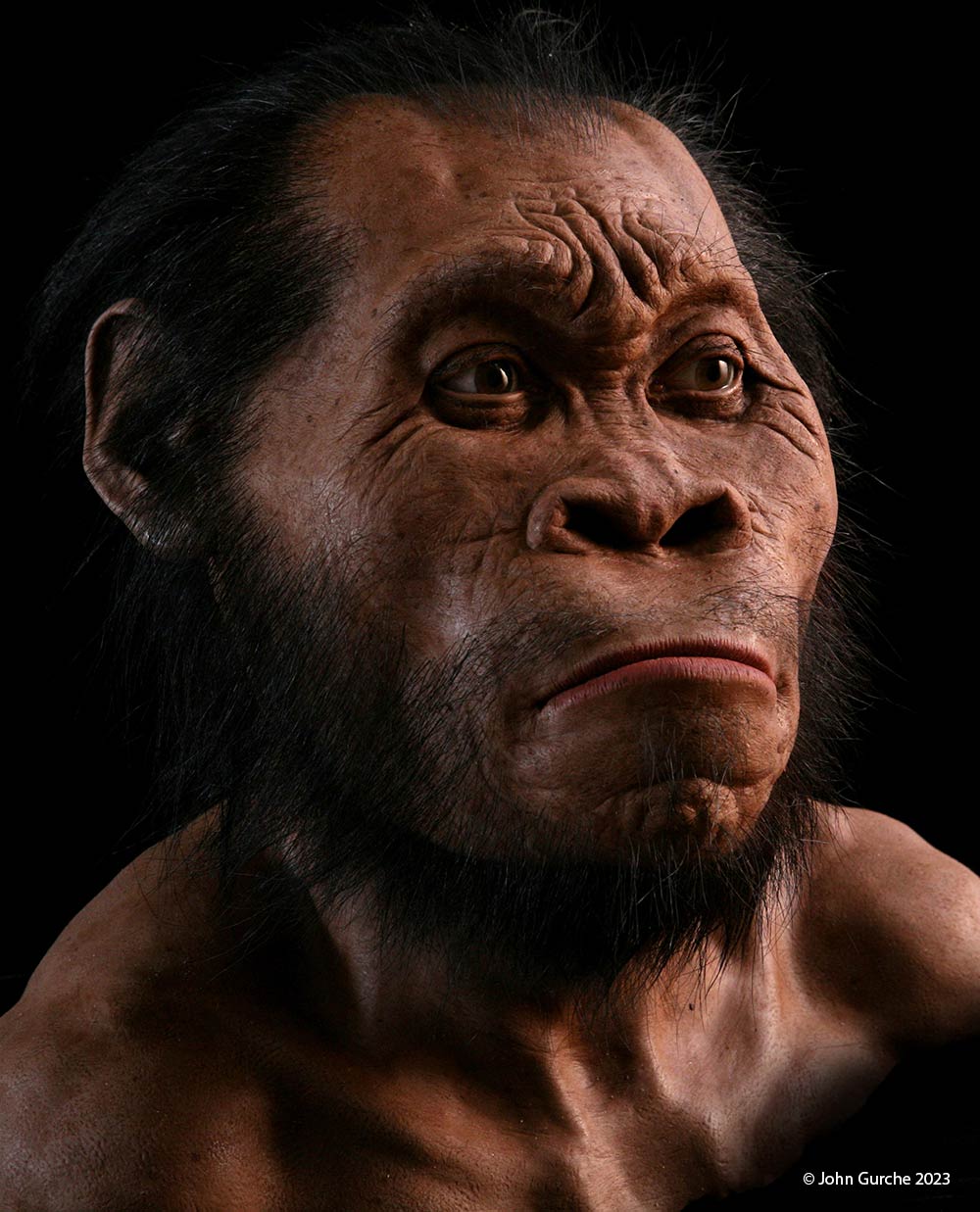 Homo naledi Gurche reconstruction