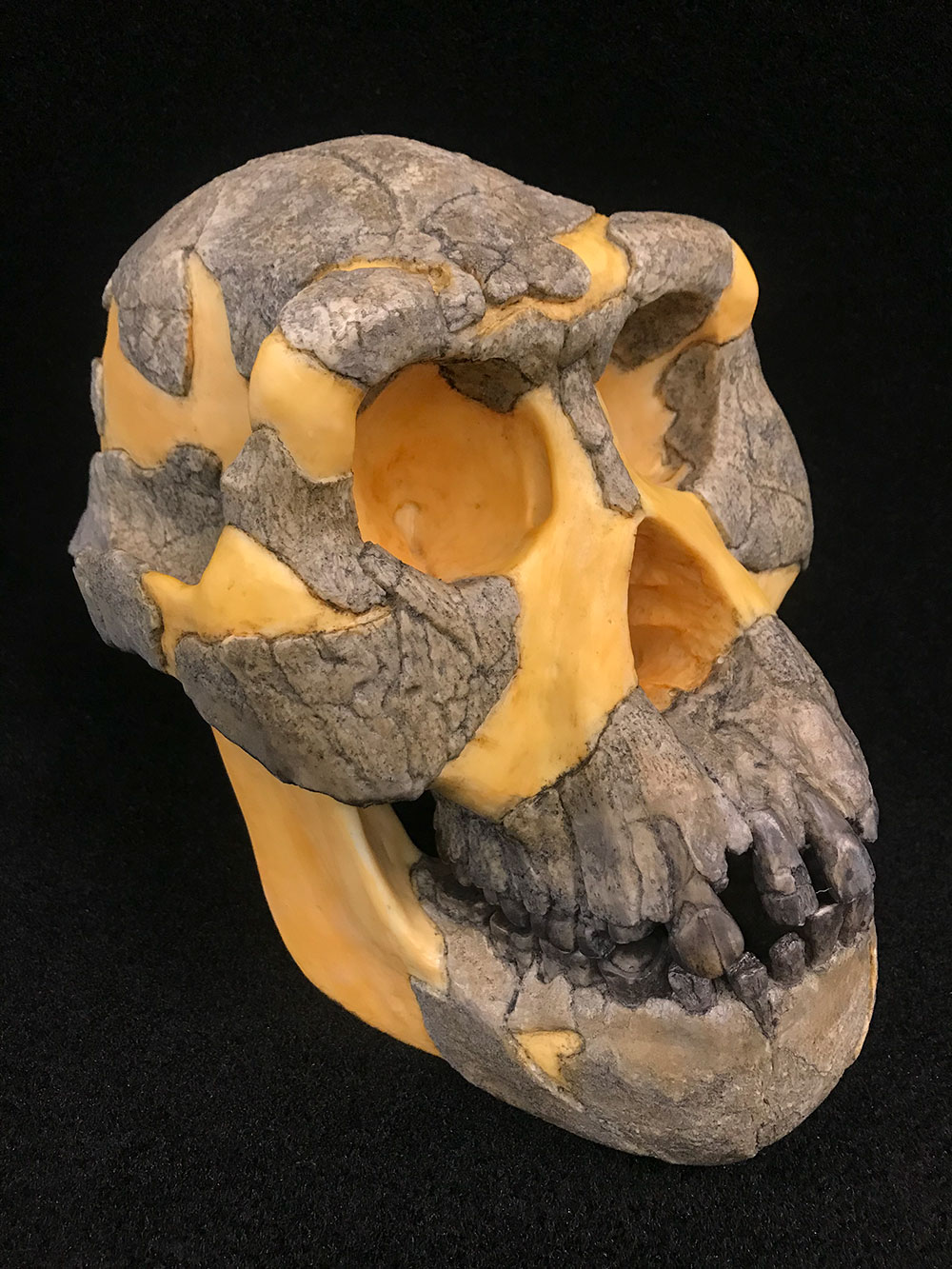 Lateral Australopithecus afarensis skull