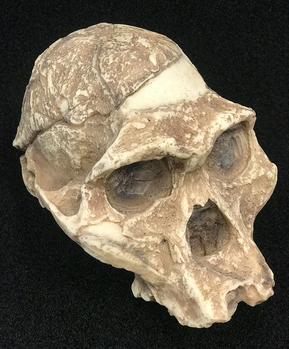 Lateral Australopithecus africanus skull