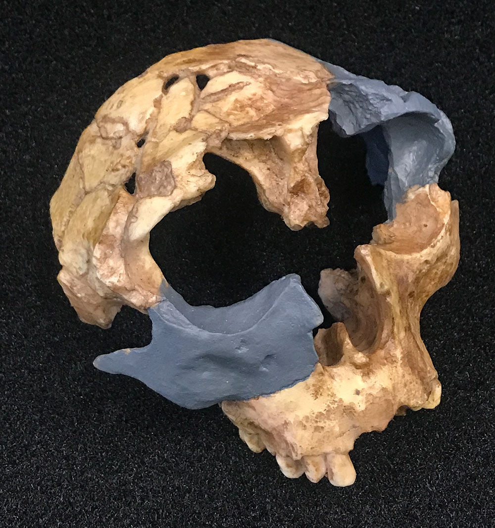 Lateral Homo antecessor skull
