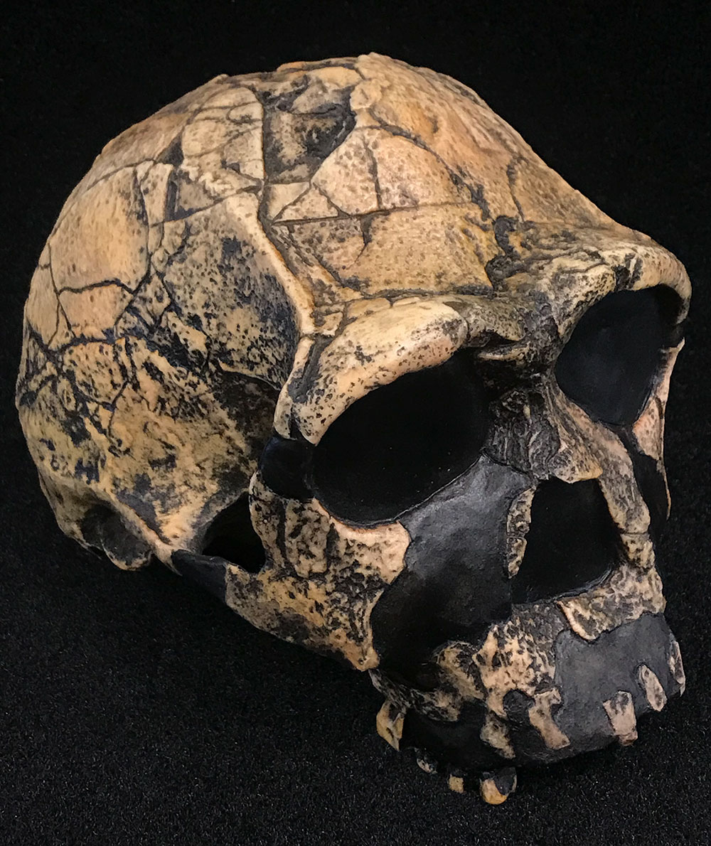 Lateral Homo rectus skull