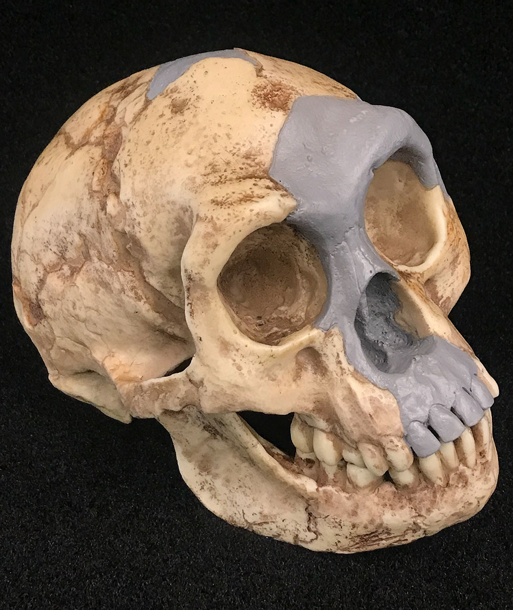 Lateral Homo floresiensis skull