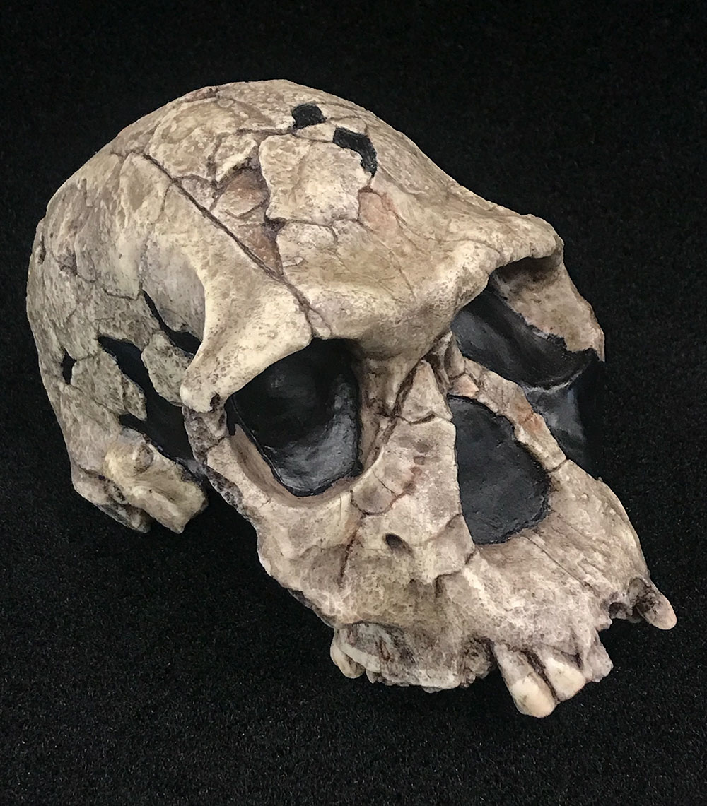 Lateral Homo habilis skull