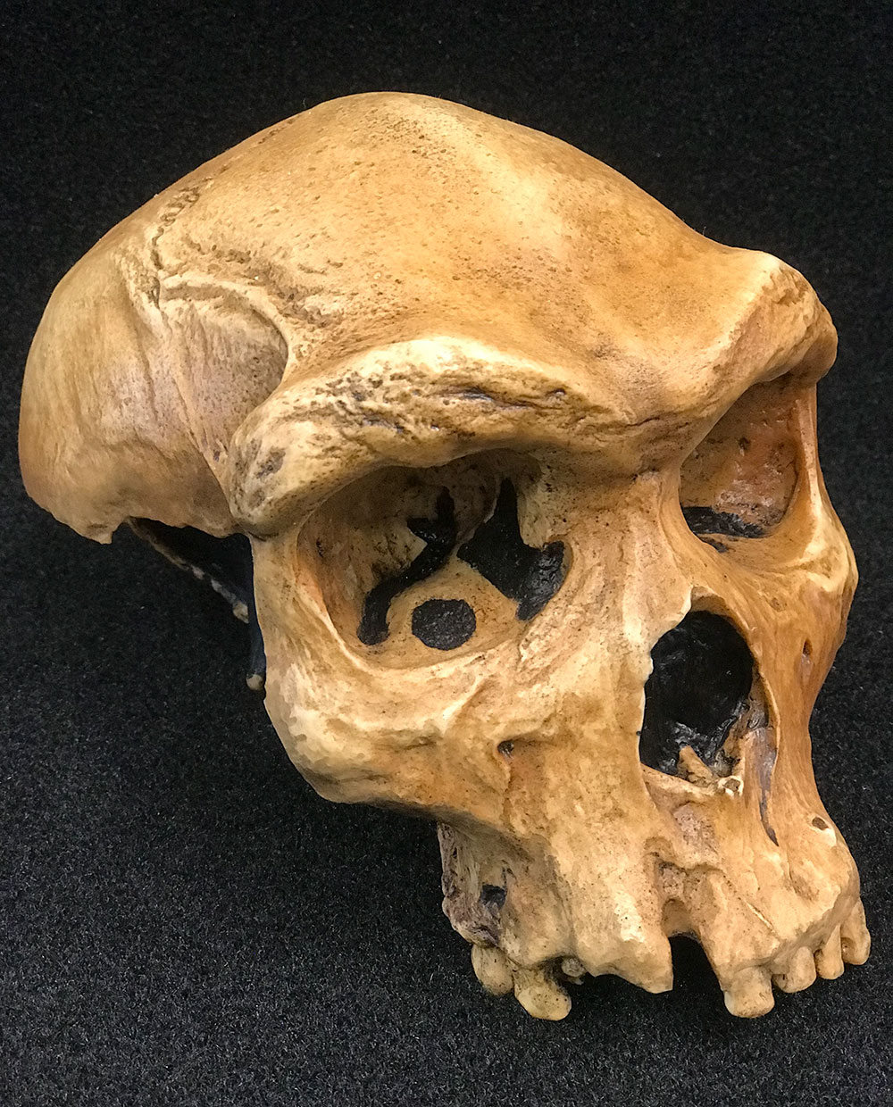 Lateral Homo Heidelbergensis skull