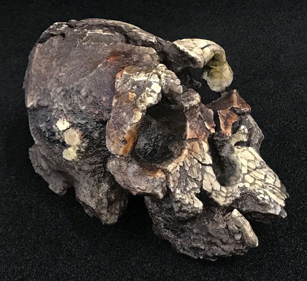 Lateral Kenyanthropus platyops skull
