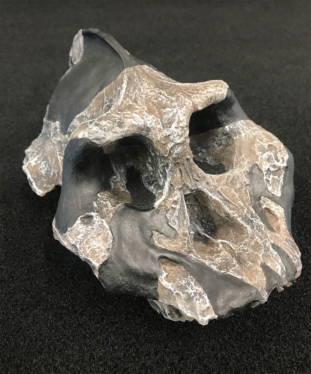 Lateral Paranthropus aethiopicus skull