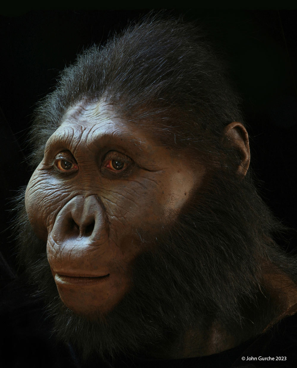 Paranthropus boisei Gurche reconstruction