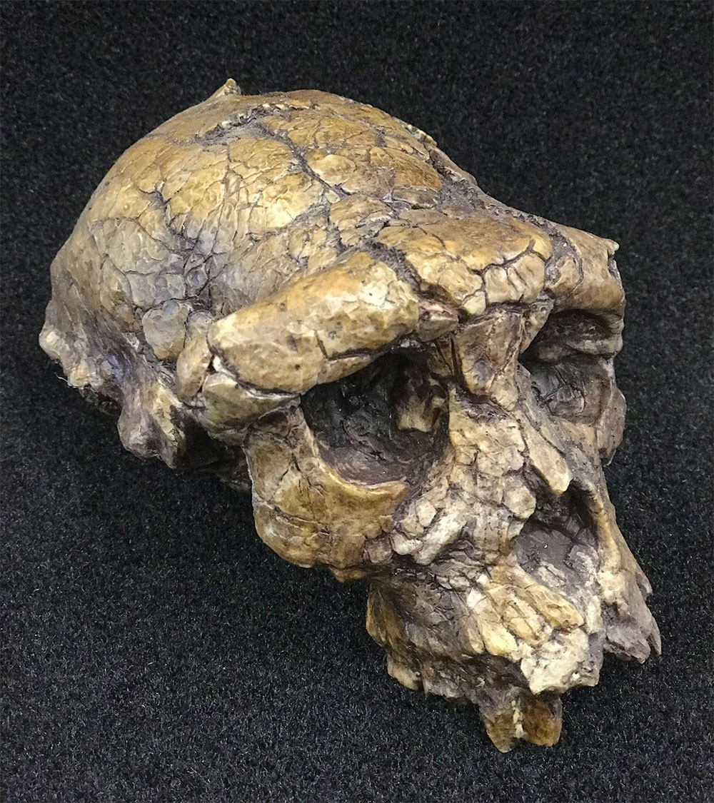 lateral Sahelanthropus tchadensis skull