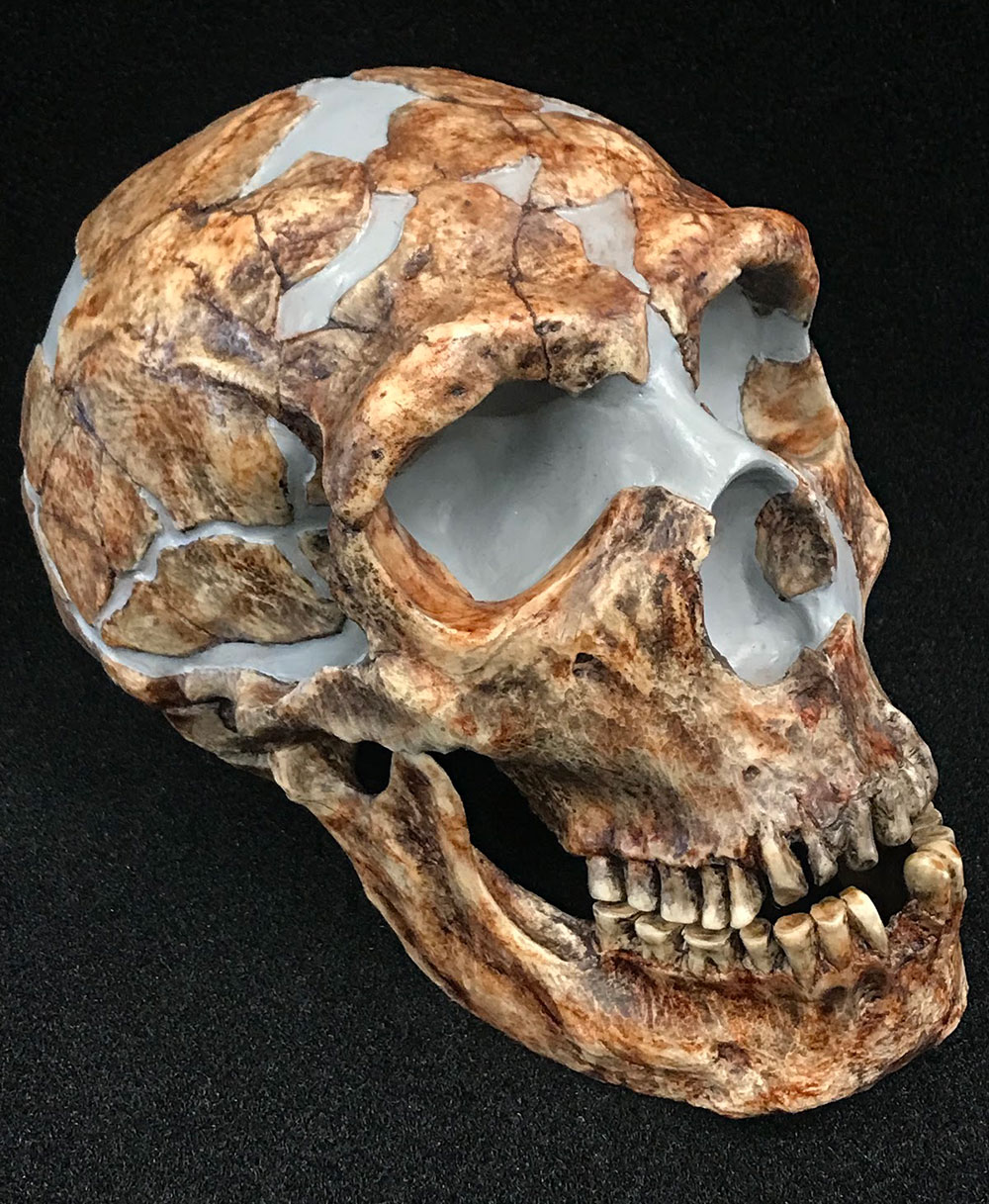 lateralneanderthal skull