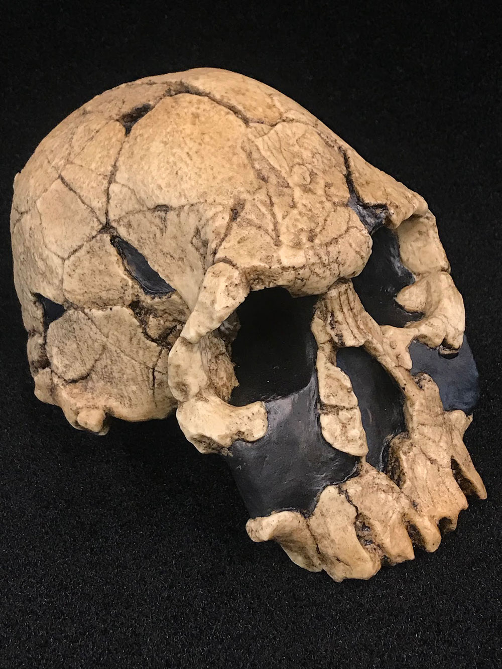 lateral rudolfensis skull