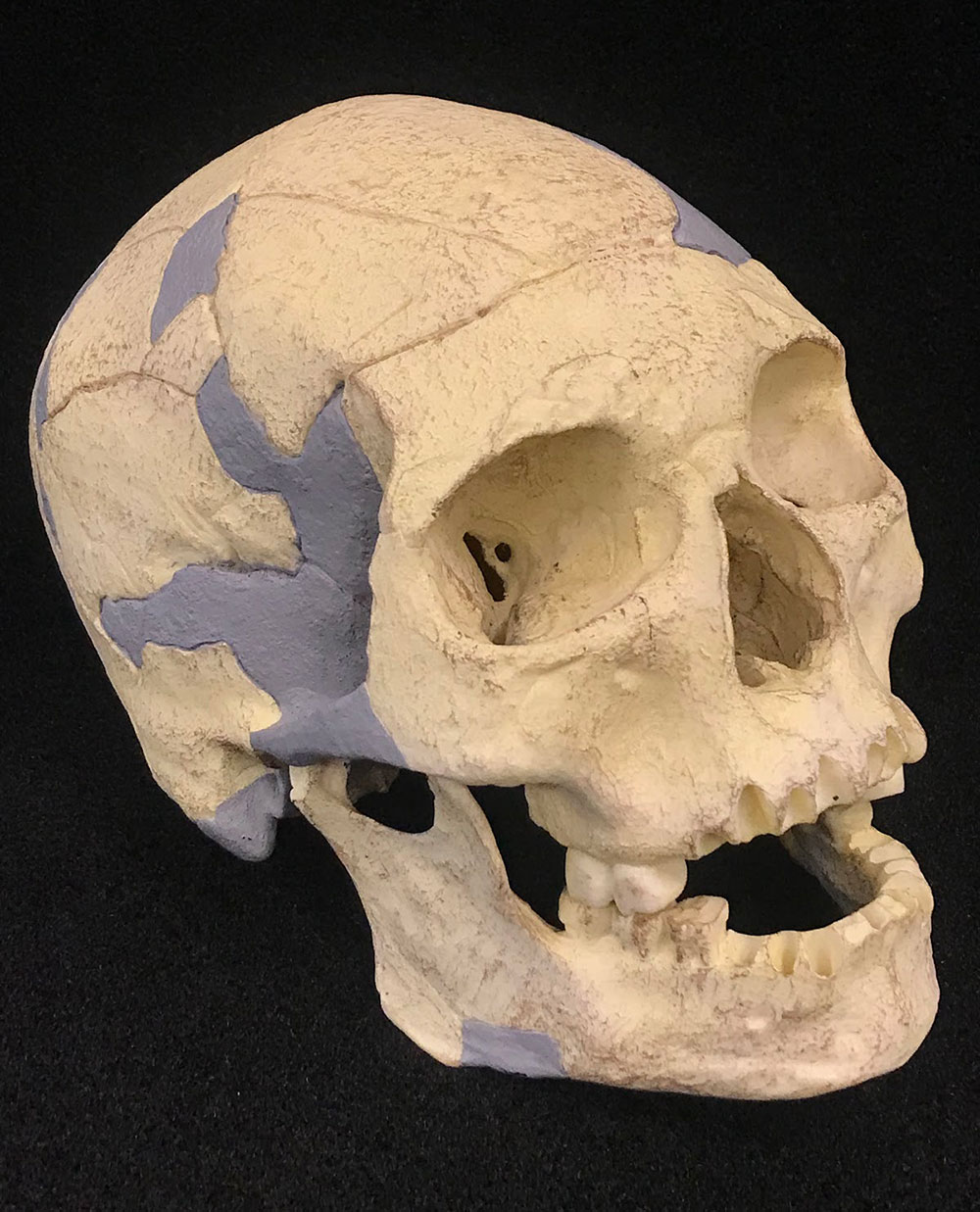 lateral sapien skull