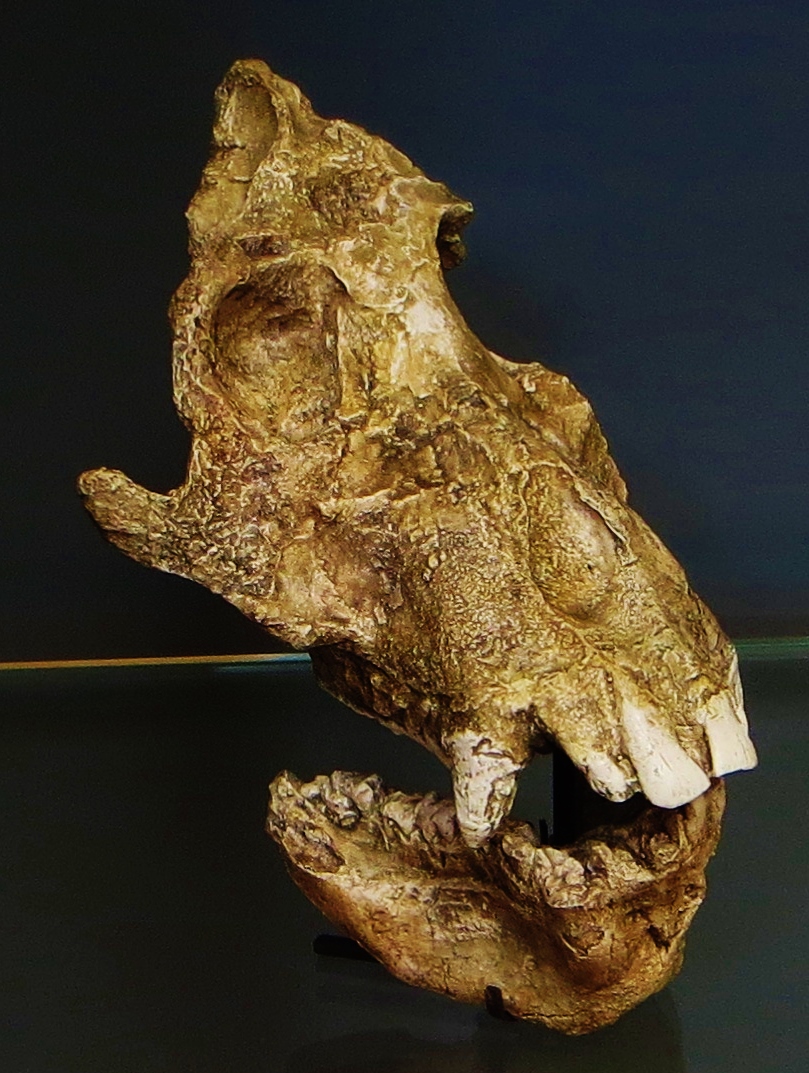 afropithecus turkanensis skull